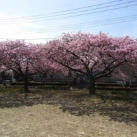 やっと咲いた河津桜