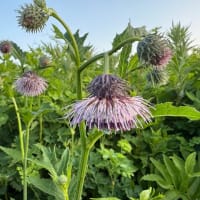 オロンコ岩花便り'25その６
