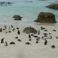 大自然の南アフリカ