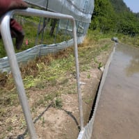 頑張った！田植え直前