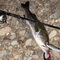 Ripple Fisher SilverStream 81 Stiletto　インプレ