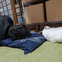 同じ枕で