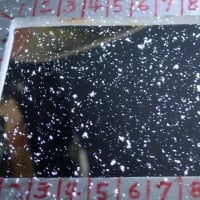 強風の中で　雪の結晶撮影