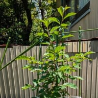 今年の夏模様