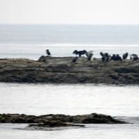 05/01探鳥記録写真：狩尾岬の鳥たち（ミサゴの飛翔、ウミウ、）