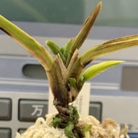 復活なるか「黒牡丹」