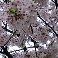 雨粒と桜の花びらと