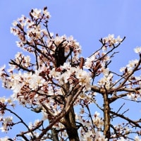 まあ桃も梅も桜もバラ科だしってそういう問題ではないか。