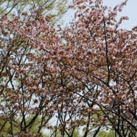 山桜見学