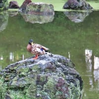 円山公園　散策　ピピチンワープ