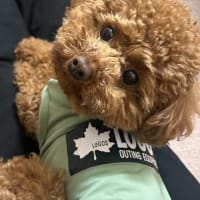 ワンちゃんとお出かけとサークル！