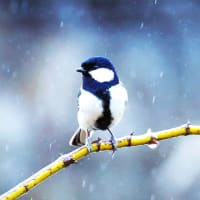 はてなblogさんのレイアウトを少しづつ進めています