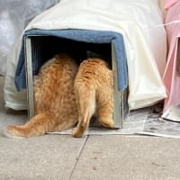 保護猫騒動顛末記②