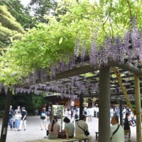 茨城の鹿島神宮　御手洗池の神秘　　　10