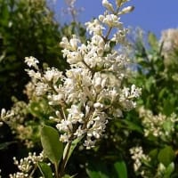 季節の花「鼠黐 （ねずみもち）」