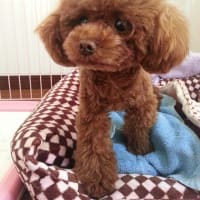 12月pardoの足跡☆