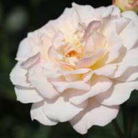 受賞花壇へ&☆咲き終わりと咲き始めの庭バラ　5/23