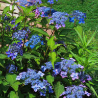 ●我が家の６月の花（8）　　ヤマアジサイ・クレナイ（紅）　色づき始め→赤く。　藍姫　メドーセージ　ラベンダー