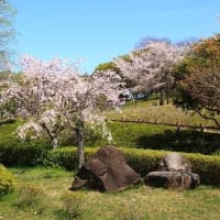奈良県広陵町『竹取公園』の桜