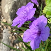 お盆の花