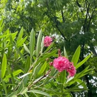 花も夏☀️