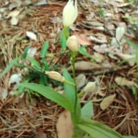 春の林床植物：ギンランとアミガサタケみつけ