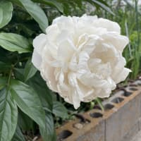 芍薬