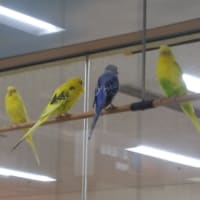 カラスとインコ