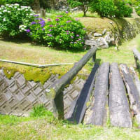 草見の棚田のアジサイ