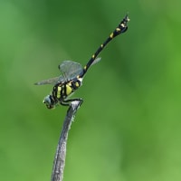 タイワンウチワヤンマ