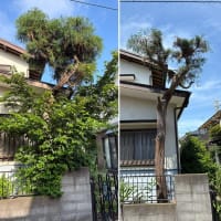敷地から大きくはみ出した雑木とイトヒバをスッキリ剪定｜見栄えも風通しも改善！