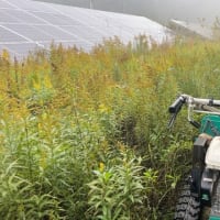 太陽光発電所の除草
