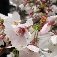 千鳥ヶ淵、天王洲、上野公園の桜　20230322-23