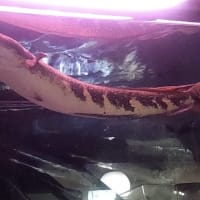 今週の入荷魚　4月26日