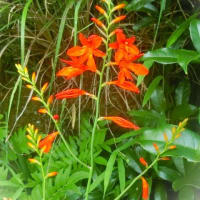 7月上旬の花写ン歩②