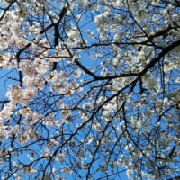 緊急のお知らせ　オオシマザクラが咲いています