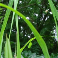 6月三回目の教室　ネジバナ咲く