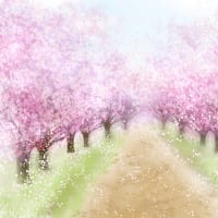😊🌸桜…満開の様ですね