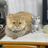 セラの置物