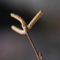 植物観察、再開するか。