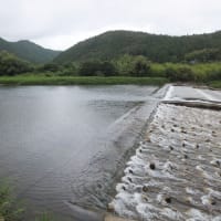 本日の海部川