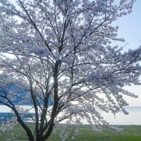 湖畔の桜だより　By空倶楽部