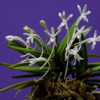 富貴蘭「姫孔雀」の花(過去の画像倉庫から)