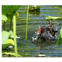 オオバン　暖かな水、冷たい水音