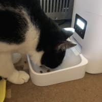 がっつく美味しさ❓､､､なのか。