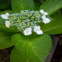 紫陽花