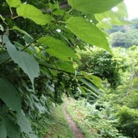 花立峠・登山道沿いの花　2025/06/28