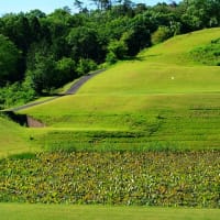 振り向けば 田と蓮の池 青々と 行く春ゴルフ 来る夏ゴルフ
