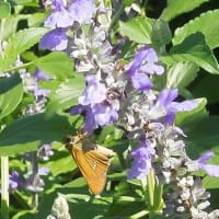 公園花壇のセセリチョウ～🦋