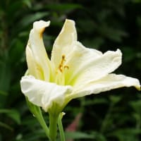 6月半ば過ぎのユリと宿根草　その1